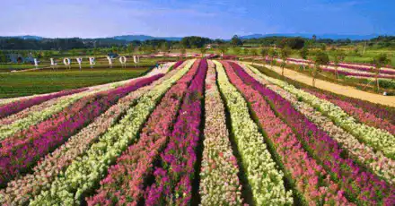 Flowers Knowledge Quiz - 30% of men gets every question on this quiz wrong