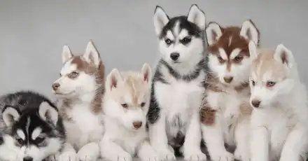 Can you identify all the dog breeds?